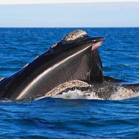 El Canto De La Ballena Loft 1 Puerto Pirámides 外观 照片