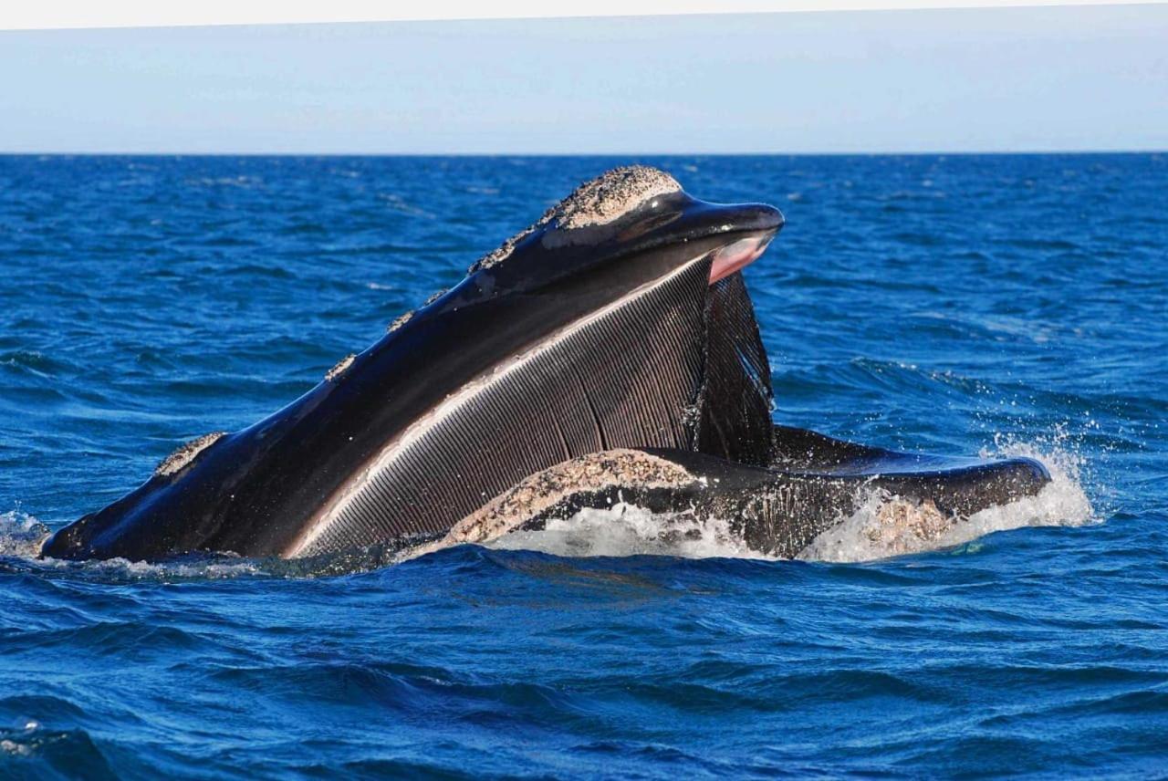 El Canto De La Ballena Loft 1 Puerto Pirámides 外观 照片